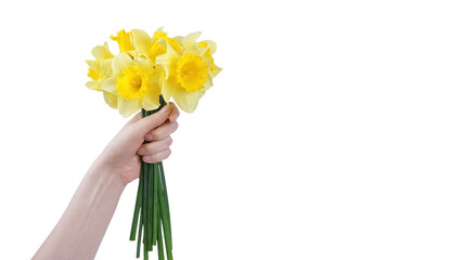 Hand hold bouquet of blooming spring yellow daffodils flowers, Easter bells isolated on transparent...