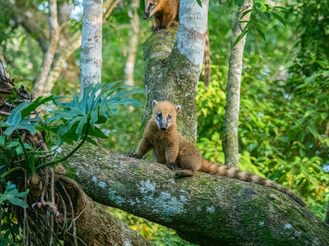 Adult South American coati (Nasua nasua), climbing in a tree at Iguazu Falls, Misiones Province, Argentina