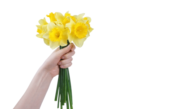Hand hold bouquet of blooming spring yellow daffodils flowers, Easter bells isolated on transparent background, PNG. Mockup, template for holiday, birthday, mother's day. Banner, header, copy space - Powered by Adobe
