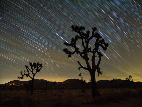 Joshua trees (Yucca brevifolia), under star trails in Joshua Tree National Park, California