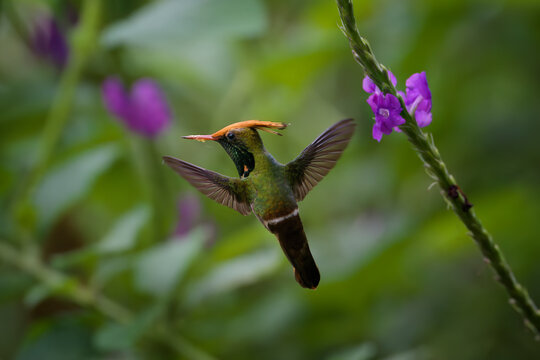Flying Rufous-crested Coquette (Lophornis delattrei), Manu National Park cloud forest, Peru
