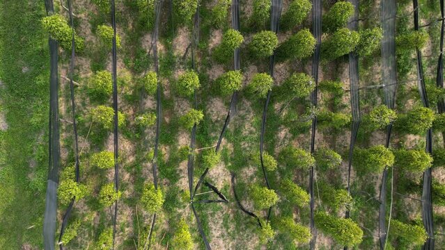 Descending drone footage above pepper fieds at the Plantation Kampot. Nice pattern from the sky to the ground, Cambodia 2-2