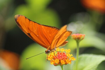 Dryas iulia