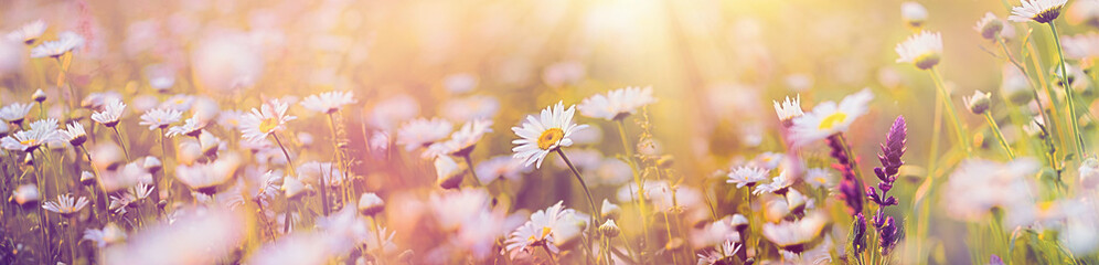 Beautiful landscape in meadow, flowering daisy flower, daisy flowers lit by sun rays - 583858463