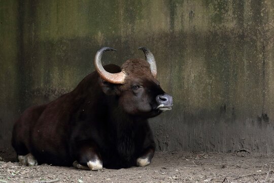 座るガウルのポートレート