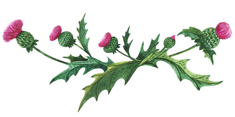 Thistle vignette. Watercolor composition of traditional symbolic scottish plant. Green and magenta colors, decorations for greetings and invitations