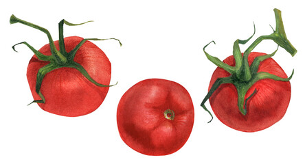 Botanical watercolor illustration. Fresh red tomato fruits
