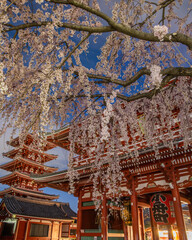 Obraz premium 東京都台東区 浅草寺の夜明け前の枝垂れ桜