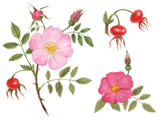 Watercolor Botanical Illustration branch, fruit and flower of cinnamon rose