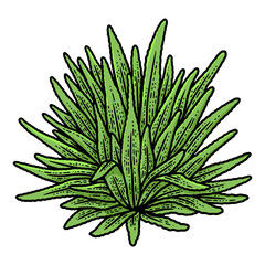 Agave plant sketch PNG illustration with transparent background