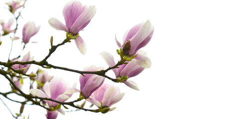 Kwitnące kwiaty magnolii - obrazy, fototapety, plakaty