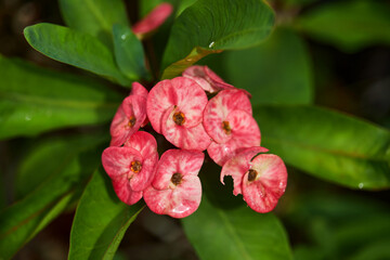 Close-up view of Euphorbia Milii Desmoul or Crown of Thorns flower in bloom