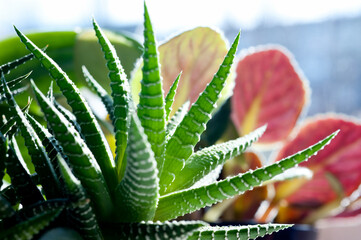 Green cactus leaves photographed from a close distance.
