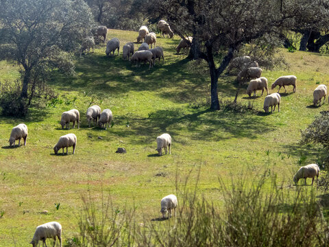 Reba&ntilde;o de ovejas pastando en la dehesa cacere&ntilde;a. Extremadura, Espa&ntilde;a. 