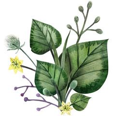 Seamless pattern with papaver poppy flowers