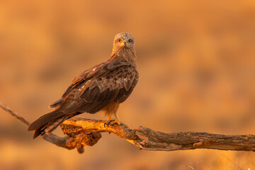 Black kite (Milvus migrans) at sunrise in Toledo, Castilla-La Mancha, Spain