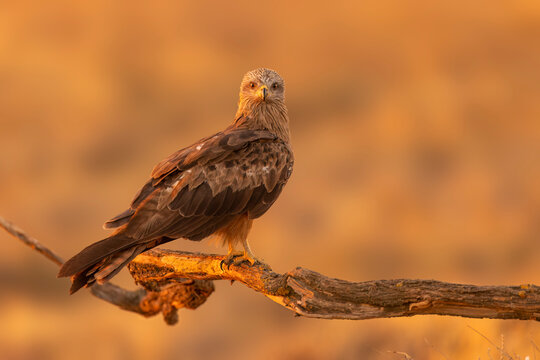 Black kite (Milvus migrans) at sunrise in Toledo, Castilla-La Mancha, Spain
