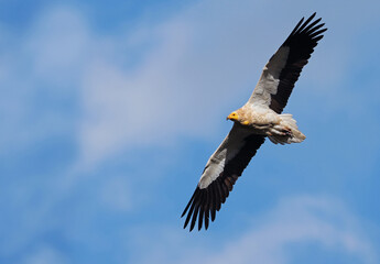 Egyptian vulture (Neophron percnopterus) or white scavenger vulture in flight with blue sky. Wild black and white vulture flying free over the clouds. Egyptian vulture gliding in Asturias, Spain.