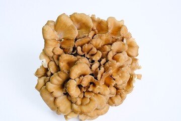 舞茸