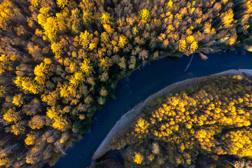Small mountain river in autumn forest from a high point of view.  Drone photo