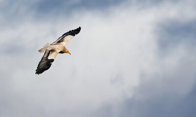 Egyptian vulture (Neophron percnopterus) or white scavenger vulture in flight in a cloudy sky. Wild black and white vulture flying free over the clouds. Egyptian vulture gliding in Asturias, Spain.