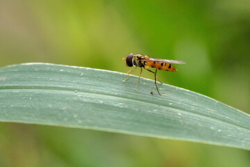 fly on leaf