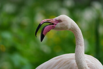  Closeup portrait of a beautiful Greater flamingo  Phoenicopterus roseus. 