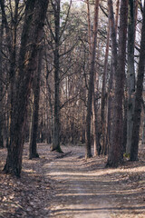 Fototapeta premium empty road in the forest