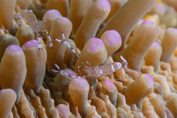 A mushroom coral ghost shrimp macro shot