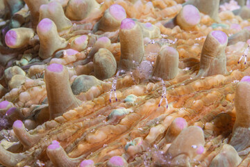 A mushroom coral ghost shrimp macro shot