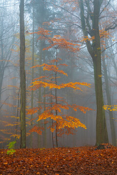 Orange beech tree in autumn, Hruba Skala, Semily District, Liberec Region, Bohemian