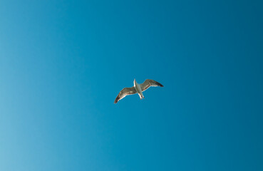 Seagull flying in the blue sky, closeup of photo