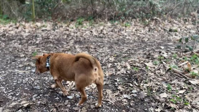 cute jack Russel dog taking a poo and then walking off