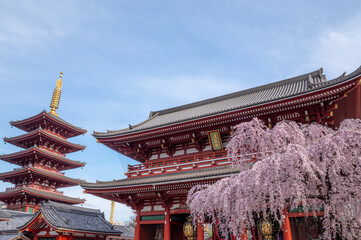 東京都台東区　浅草寺の枝垂れ桜