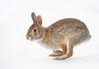 Eastern cottontail rabbit hopping along in the winter snow. - 583869851