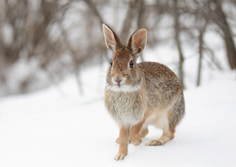 Eastern cottontail rabbit sitting in the snow in a winter forest in Canada