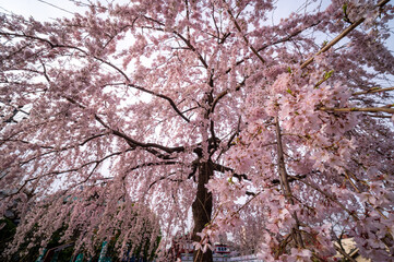 東京都台東区　浅草寺の枝垂れ桜