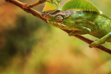 Chameleons of  Madagascar: portrait of Lesser Chameleon, Furcifer minor, Attractive, bright...