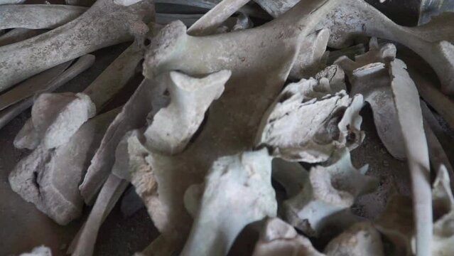 Bones from animal or human due to a volcanic eruption disaster - The eruption of Mount Merapi Volcano Disaster