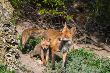 Red fox Vulpes vulpes in the wild. Fox with cub. Close up