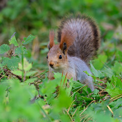 Naklejka na ściany i meble Eurasian red squirrel Sciurus vulgaris in the wild