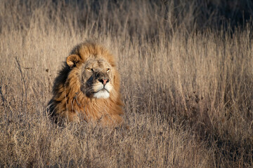Naklejka na ściany i meble Lion king in grass portrait Wildlife animal