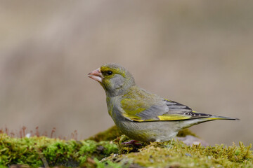 Fototapeta premium European Greenfinch Carduelis chloris, in the wild