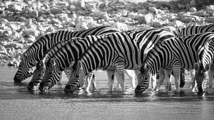 Fototapeta na wymiar zebras in the Etosha Park in Namibia