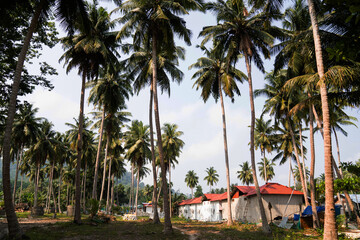 Palm trees sunset sun village