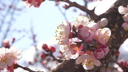 blossom trees spring garden. pink flower tree. Young soft lapse enjoying copy. floral particle sky...