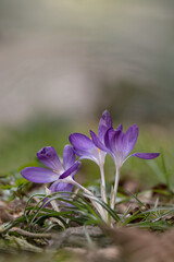 Verbl&uuml;hende Krokus in Wiese