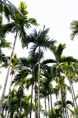 Obraz premium Palm trees sunset sun 