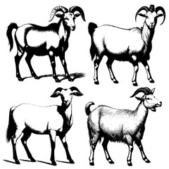 Vector image of a goat. Vintage illustration of goats. Vector illustration of 4 goats and goats. Monochrome, highlighted on a white background. Goat, an agricultural animal.