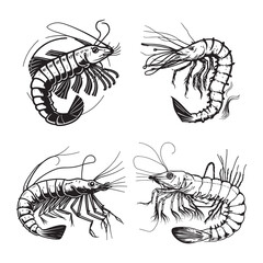 Shrimp vector, shrimp hand drawn sketch black outline vector